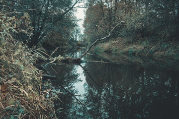 river in the forest