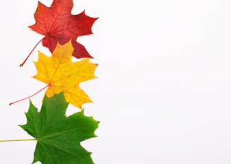 Red, yellow and green maple leaves on a light background. Autumn concept