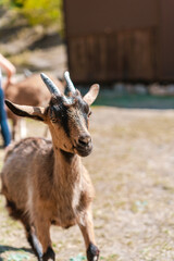 Close up portrait of a funny goat