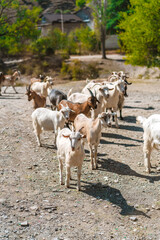 A herd of goats and goats runs along the path