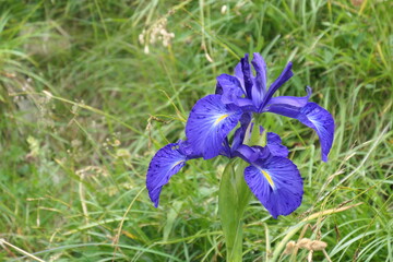 Iris latifolia