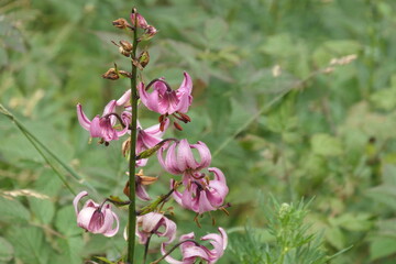 Lys martagon © bart47