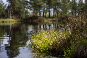 Swamp lake with islands in sunny days