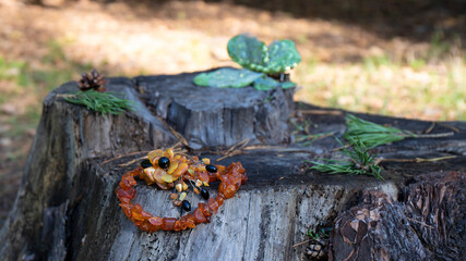 Wonderful vintage  Baltic yellow amber brooch and orange necklace lie on the old tree stump. Amber is luck protection strength powers beauty magic and healing.