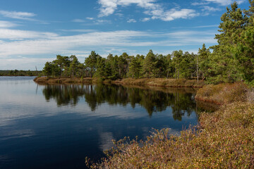 Fototapeta na wymiar Swamp lake with islands in sunny days