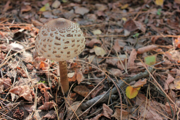 Parasol Mushroom also is known as Lepiota or Macrolepiota procera in the fall forest. Autumn leaves background. 