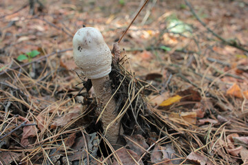 Parasol Mushroom also is known as Lepiota or Macrolepiota procera in the fall forest. Autumn leaves...