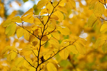 Buche Blätter Fagus gelb Färbung Herbst Indian Summer Ast Zweig Natur Baum Bäume Hintergrund Makro Selektive Schärfe Fokus Adern Deutschland Rombergpark Dortmund bunt golden Gold 