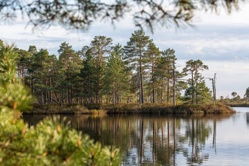Fototapeta na wymiar Swamp lake with pine trees in sunny summer day 
