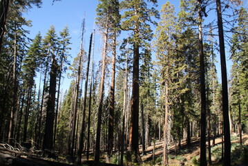 Les séquoia géants de Mariposa Grove 
