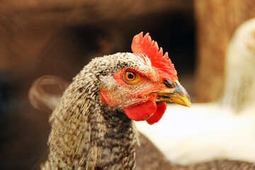 Chicken close-up. Chicken in the barn. Domestic bird. Coop. Agriculture