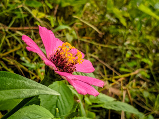 Zinnia anggun, or better known by the scientific name Zinnia elegans, in the garden