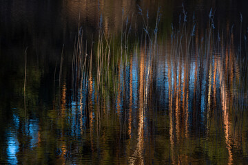 pine three and old withered trees in forest wit reflections