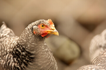 Chicken close-up. Chicken in the barn. Domestic bird. Coop. Agriculture