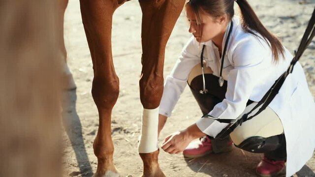 Female vet make a bandage on the leg of the horse outdoors in the farm.