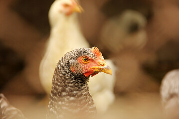 Chicken close-up. Chicken in the barn. Domestic bird. Coop. Agriculture