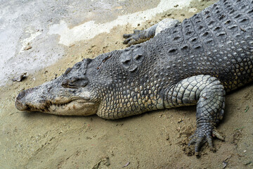 Fototapeta premium Dangerous crocodile on the lake close up