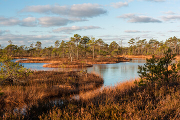 Swamp lake with islands in sunny day and sunrise
