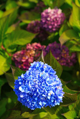 Blue heads of hydrangea flowers