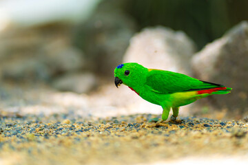 Very small and cute bright green parrot loriculus galgulus or blue crowned parrot, biting food