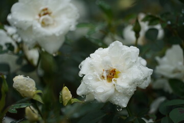 White Roses with Morning Dew