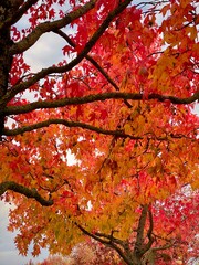red maple foliage