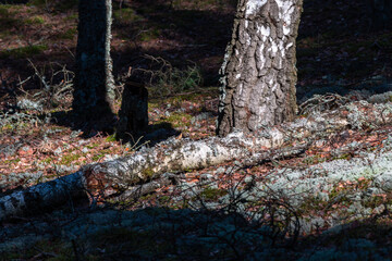pine three and old withered trees in forest wit reflections