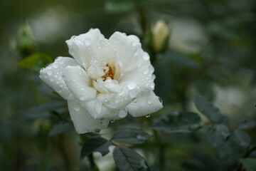 White Roses with Morning Dew