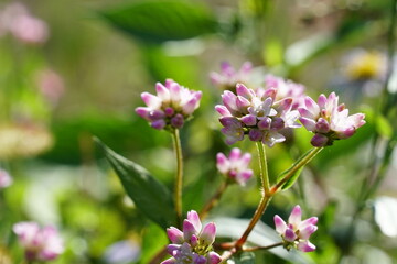 アキノウナギツカミ