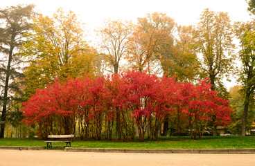 Naklejka premium autumn in the park