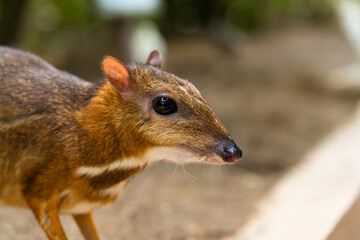 Kanchil is an amazing cute baby deer from the tropics. The mouse deer is one of the most unusual animals. Cloven-hoofed mouse