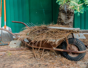 Autumn work in the garden. Rusty wheelbarrow loaded with fallen pine leaves in autumn, iron fork on top