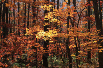 Autumnal forest, yellow foliage of maple trees