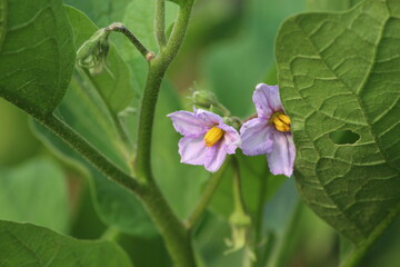 Brinjal / Eggplant flower
