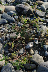 Wonders of the Amazon Rainforest in the Viceroyalty of Peru