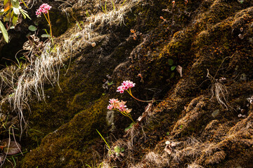 Beautiful flowers blooming in a Himalayan forest