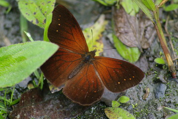 Wonders of the Amazon Rainforest in the Viceroyalty of Peru