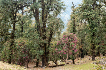 Trees in a green forest in the Himalayas