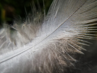 light fragile bird feather in close-up, macro photograhpy