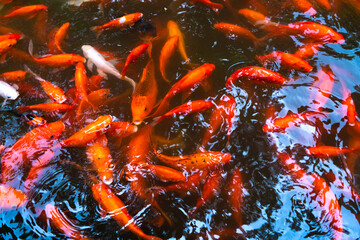 A flock of Japanese red carps in the pond. Fish for interior decoration