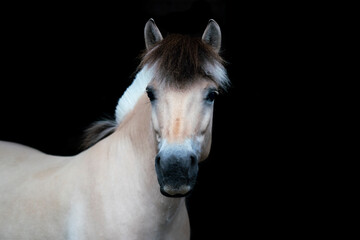 You have to love Fjord horses!