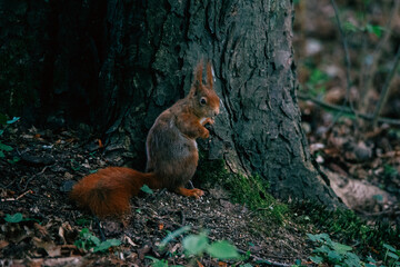Cute red brown squirrel looks in camera