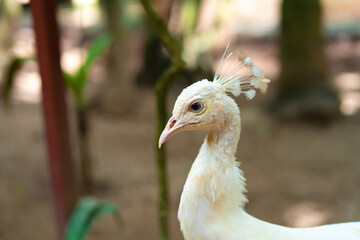 Rare white female albino peacock close up