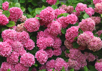 many flowers called hortensia or hydrangea