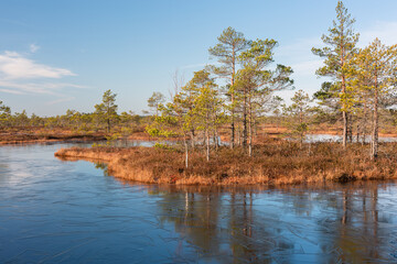 Swamp lake with islands in sunny day
