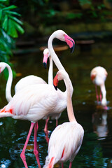 Flock of pink flamingos in the zoo pond