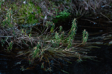 Marsh Labrador and reeds in the sunlite