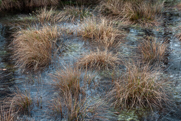 Marsh Labrador and reeds in the sunlite