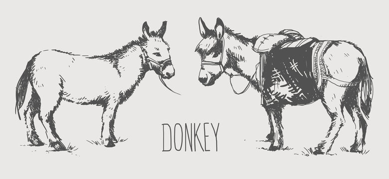 Set of sketches of donkeys. mules. burro in graphic style, from hand drawing image.