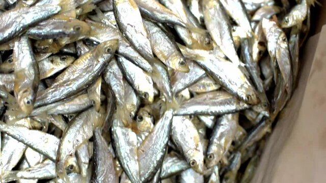 Lots of small fish. Hand raises a handful of fish. HD